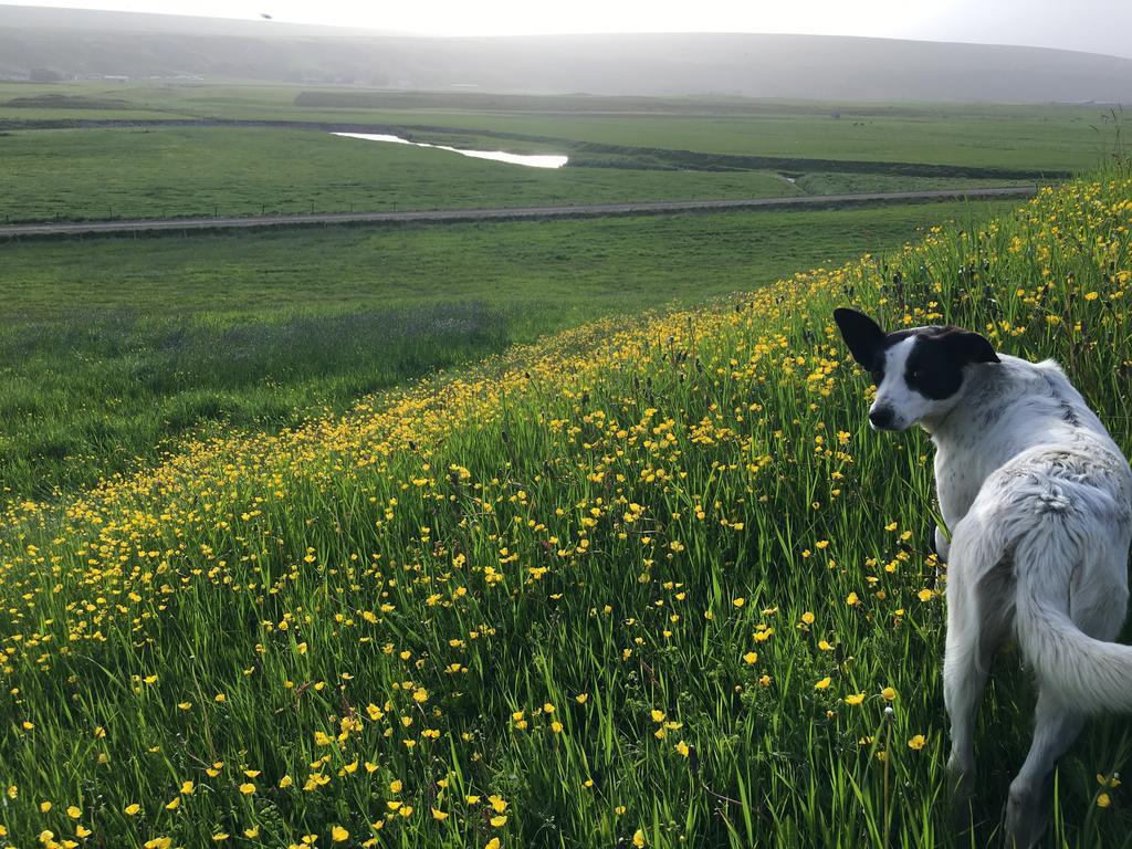 Öndólfsstaðir Farm B&B Laugar  Exteriör bild