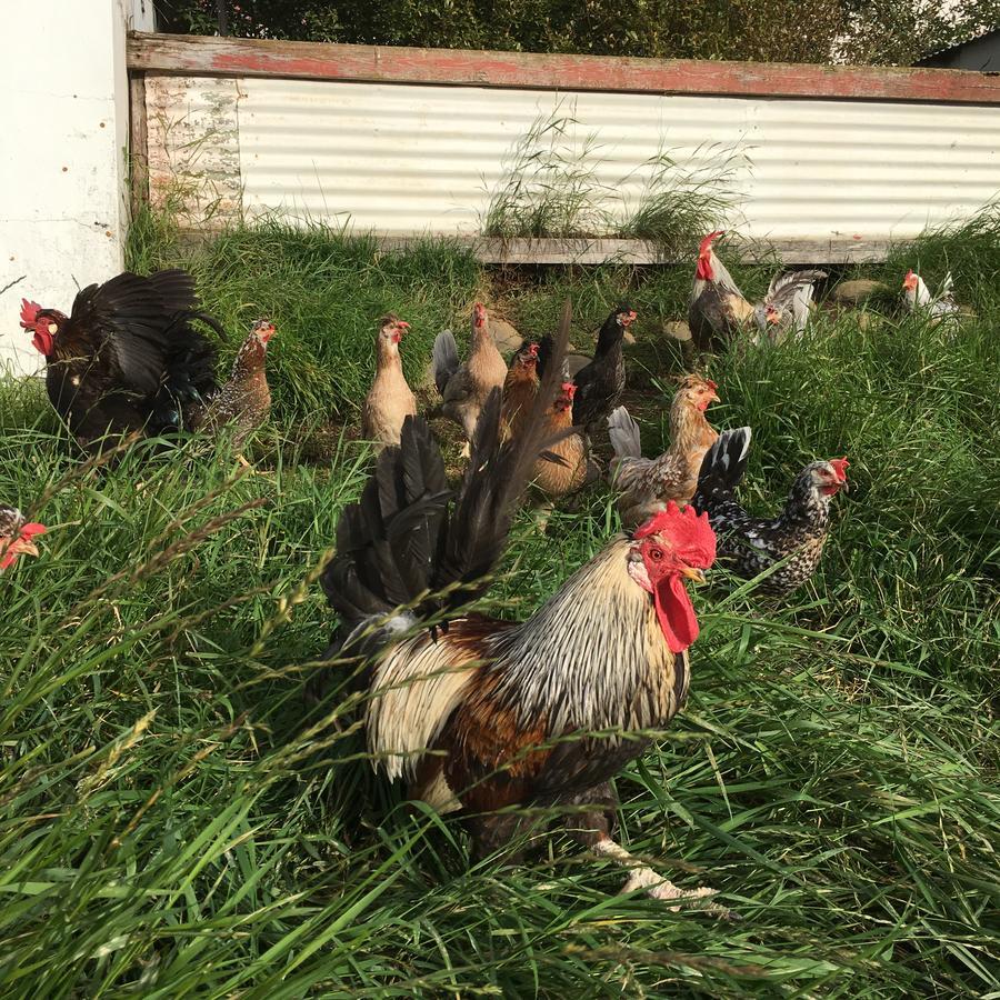 Öndólfsstaðir Farm B&B Laugar  Exteriör bild
