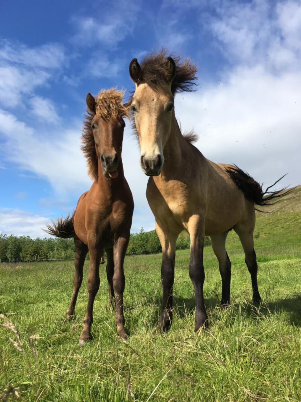 Öndólfsstaðir Farm B&B Laugar  Exteriör bild