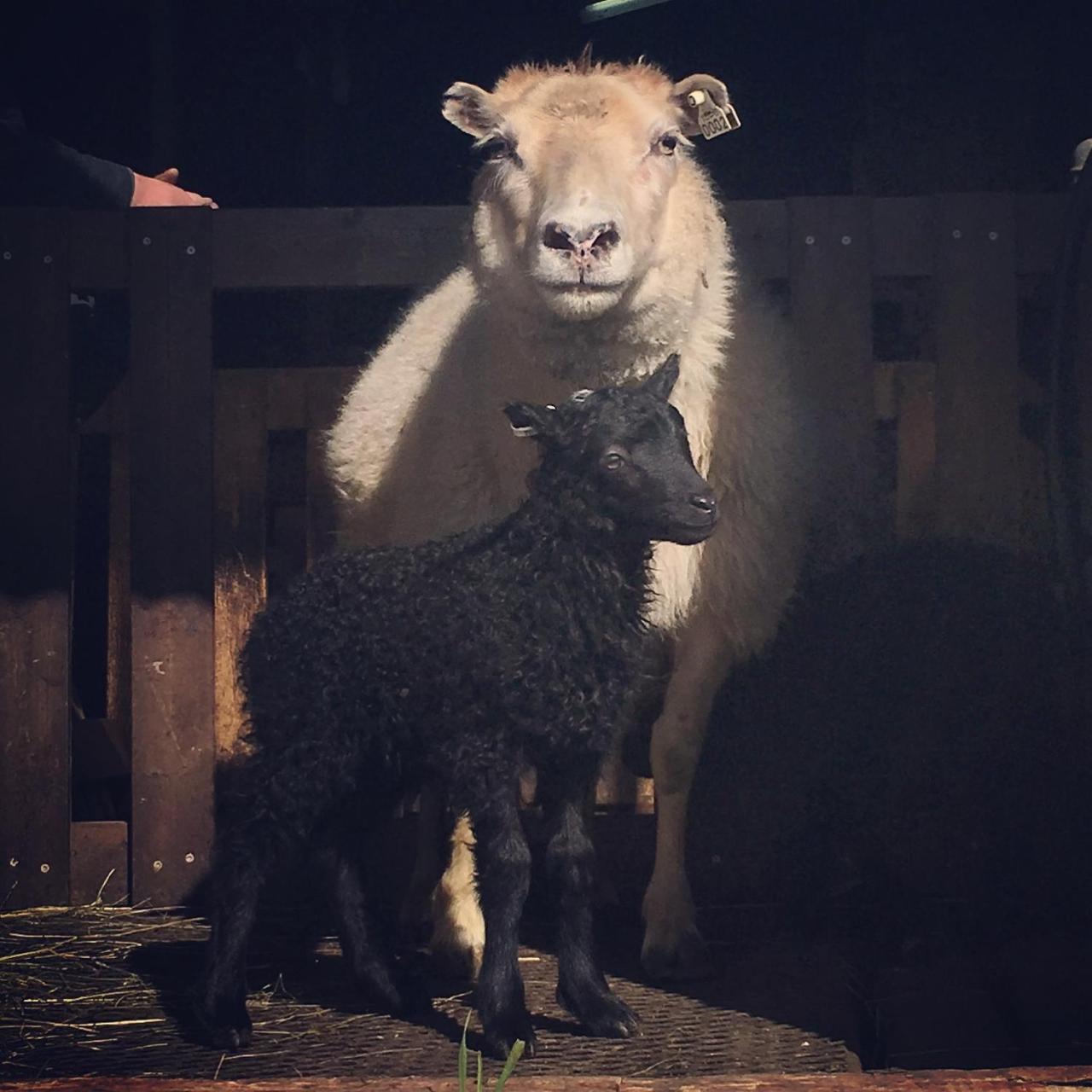 Öndólfsstaðir Farm B&B Laugar  Exteriör bild